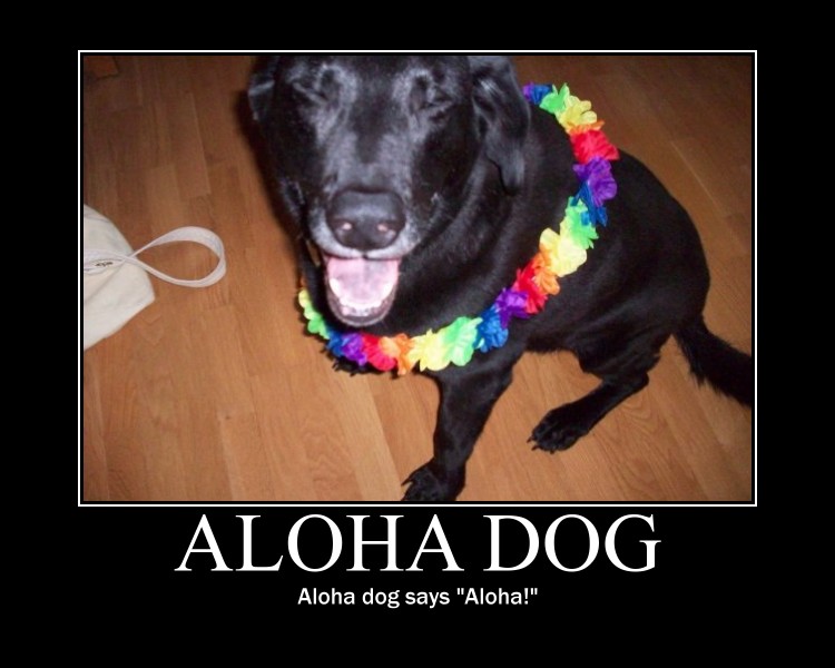 Aloha Dog 2
